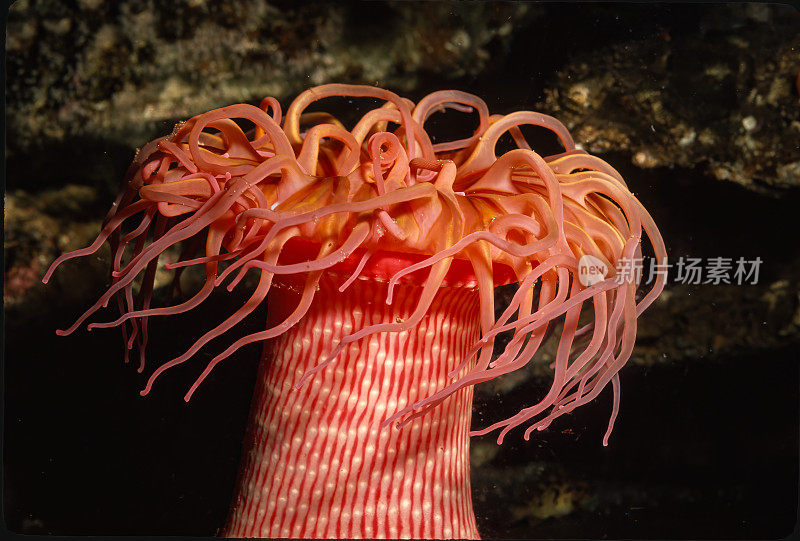 海葵(Urticina eques)是海葵科海葵的一种。它通常被称为白斑玫瑰海葵或草莓海葵。蒙特利湾，加利福尼亚。